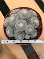 Mammillaria Perbella Cluster Cactus – Rare Live Plant #694