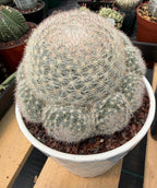 Mammillaria Candida with Pups #521