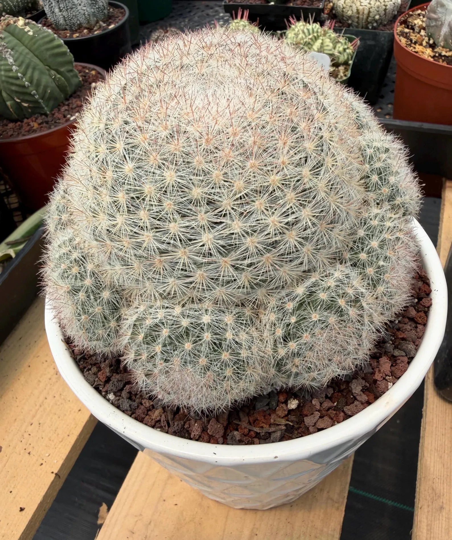 Mammillaria Candida with Pups #521