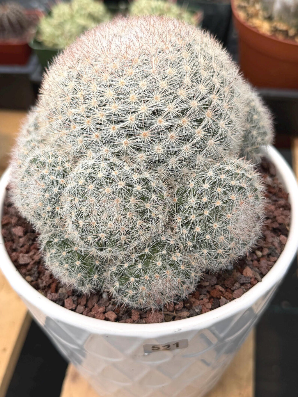Mammillaria Candida with Pups #521