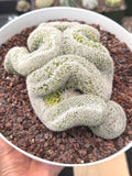 Mammillaria Crested | Rare Specimen Cactus | 6" Live Plant