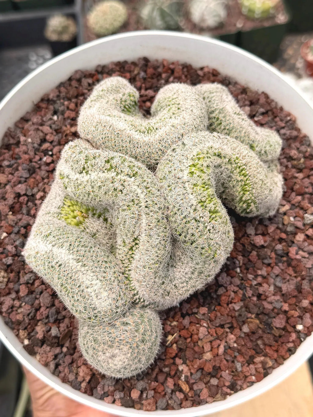 Mammillaria Crested | Rare Specimen Cactus | 6" Live Plant