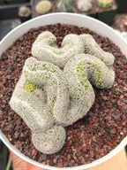Mammillaria Crested | Rare Specimen Cactus | 6" Live Plant