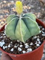 Variegated Astrophytum Myriostigma Nudum 6 Ribs | Rare Live Cactus | Collector Plant #720