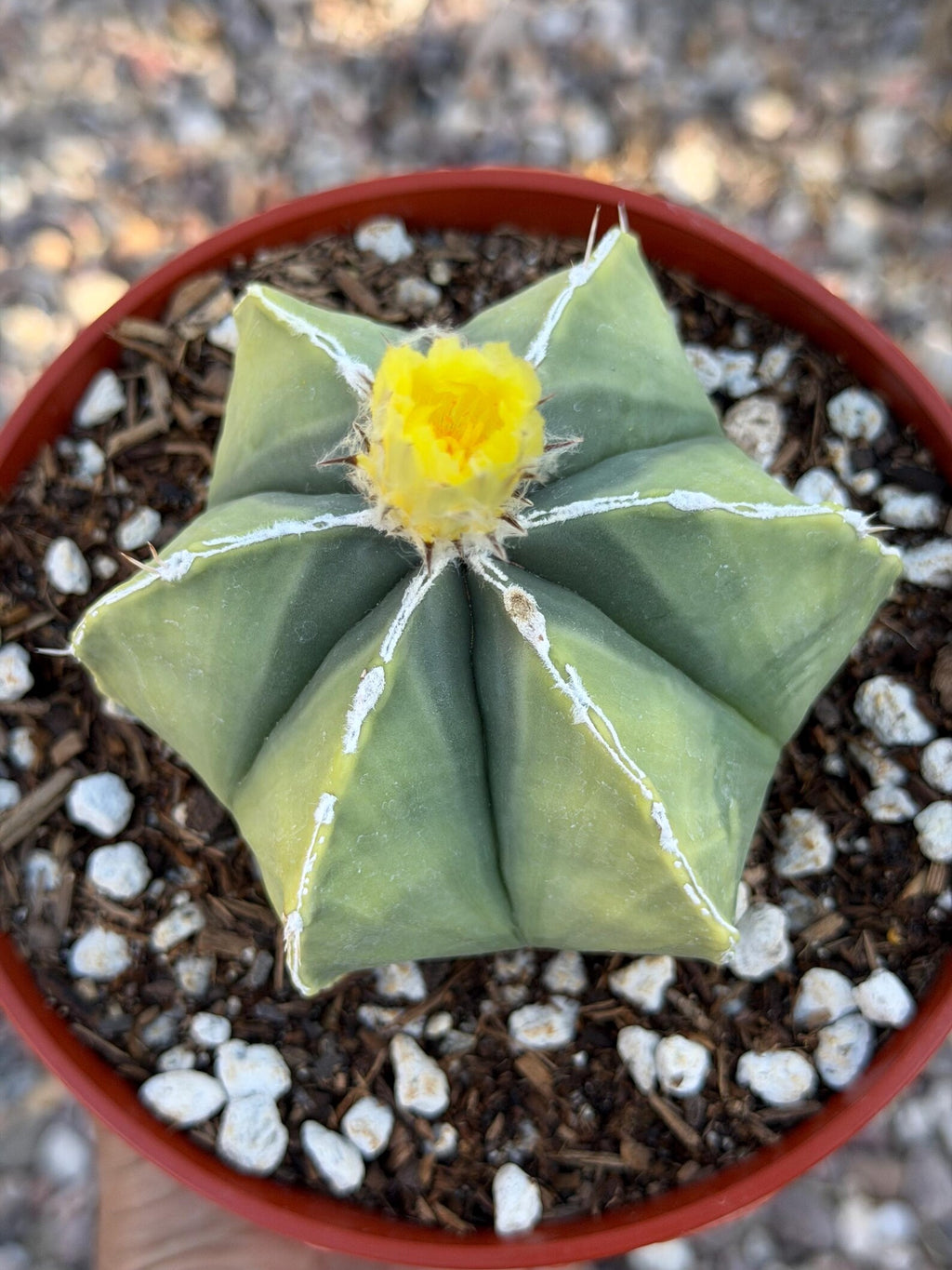 Variegated Astrophytum Myriostigma Nudum 6 Ribs | Rare Live Cactus | Collector Plant #720
