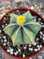 Variegated Astrophytum Myriostigma Nudum 6 Ribs | Rare Live Cactus | Collector Plant #720