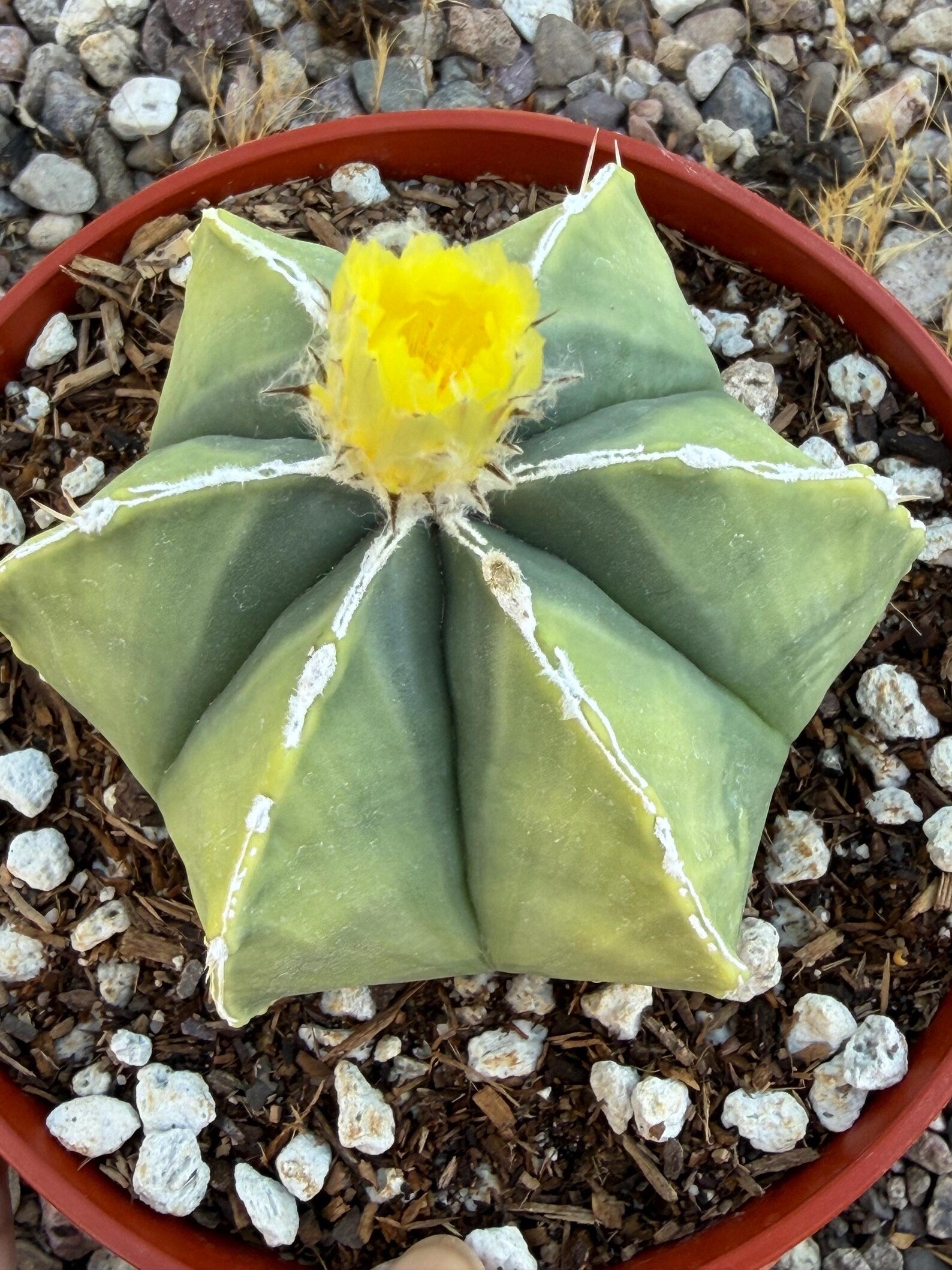 Variegated Astrophytum Myriostigma Nudum 6 Ribs | Rare Live Cactus | Collector Plant #720