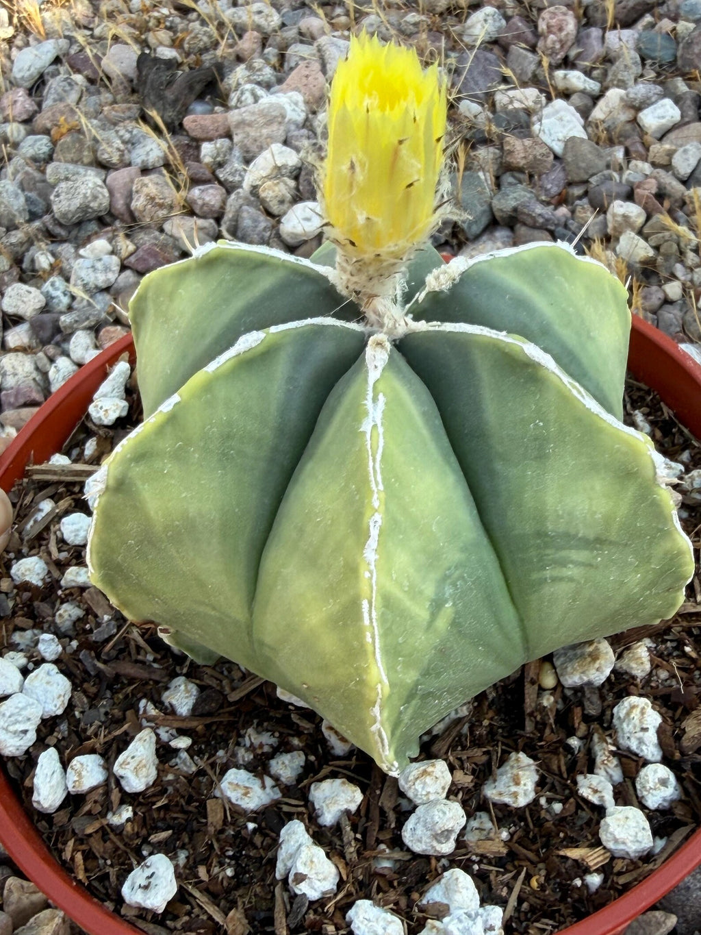 Variegated Astrophytum Myriostigma Nudum 6 Ribs | Rare Live Cactus | Collector Plant #720
