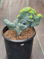 Crested Blue Myrtle Cactus | Rare Live Collector Cactus #573