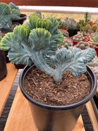 Crested Blue Myrtle Cactus | Rare Live Collector Cactus #573