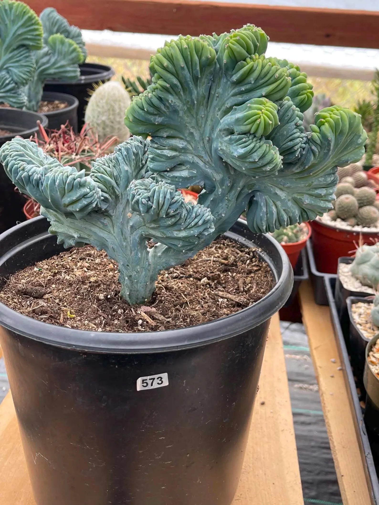 Crested Blue Myrtle Cactus | Rare Live Collector Cactus #573