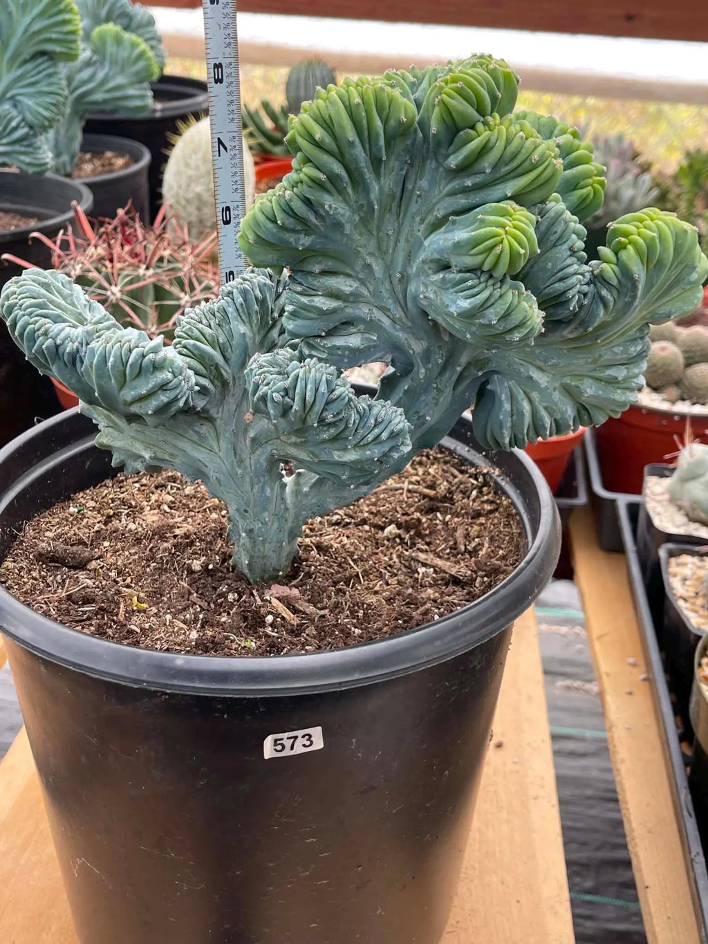 Crested Blue Myrtle Cactus | Rare Live Collector Cactus #573