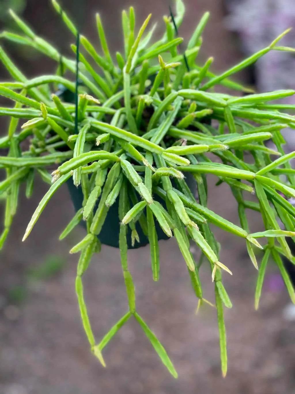 Rhipsalis Micrantha | Rare Hanging Basket Succulent | Live Plant
