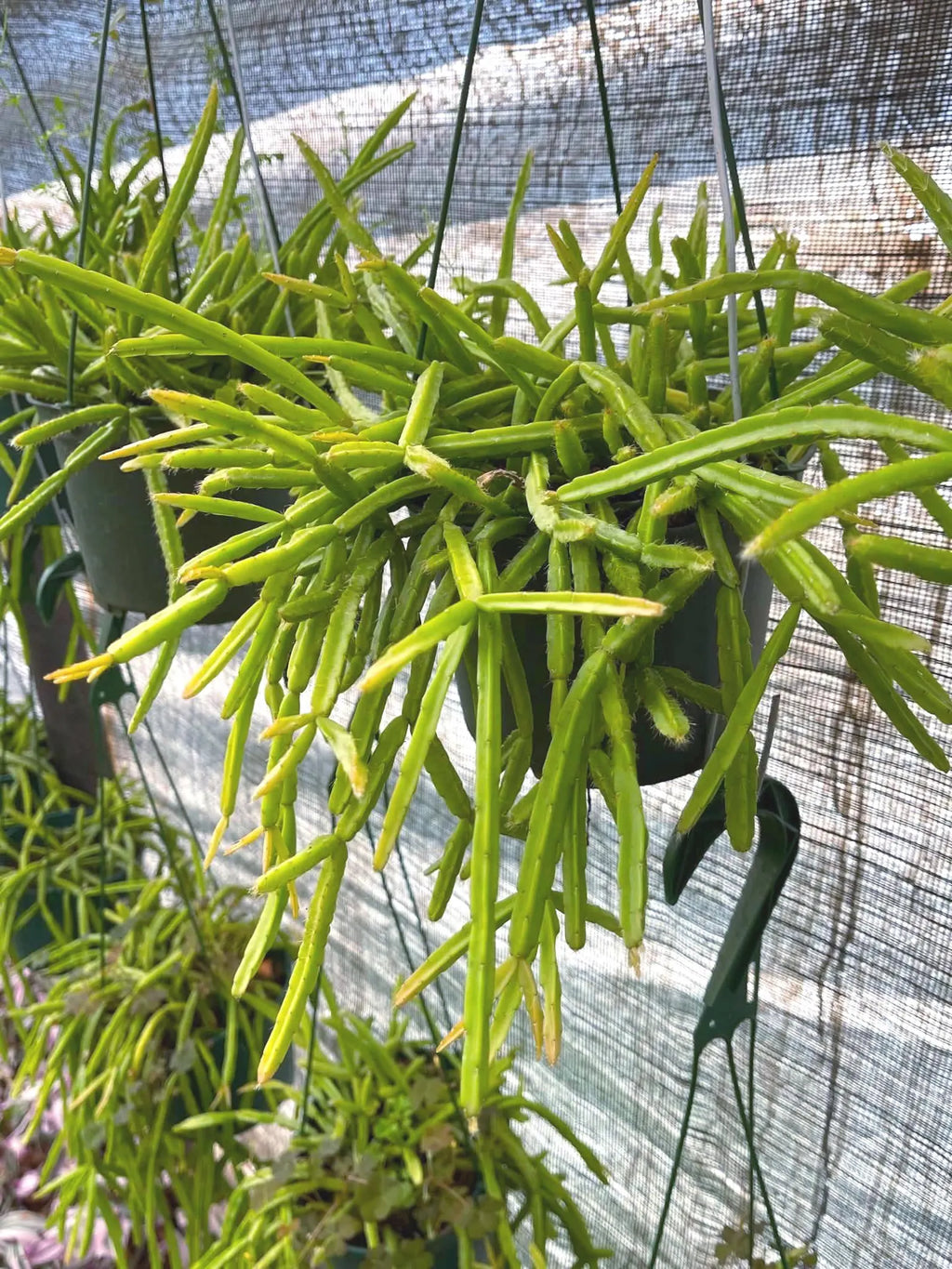 Rhipsalis Micrantha | Rare Hanging Basket Succulent | Live Plant