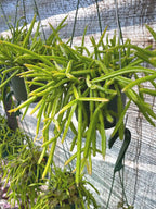 Rhipsalis Micrantha | Rare Hanging Basket Succulent | Live Plant