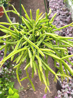 Rhipsalis Micrantha | Rare Hanging Basket Succulent | Live Plant