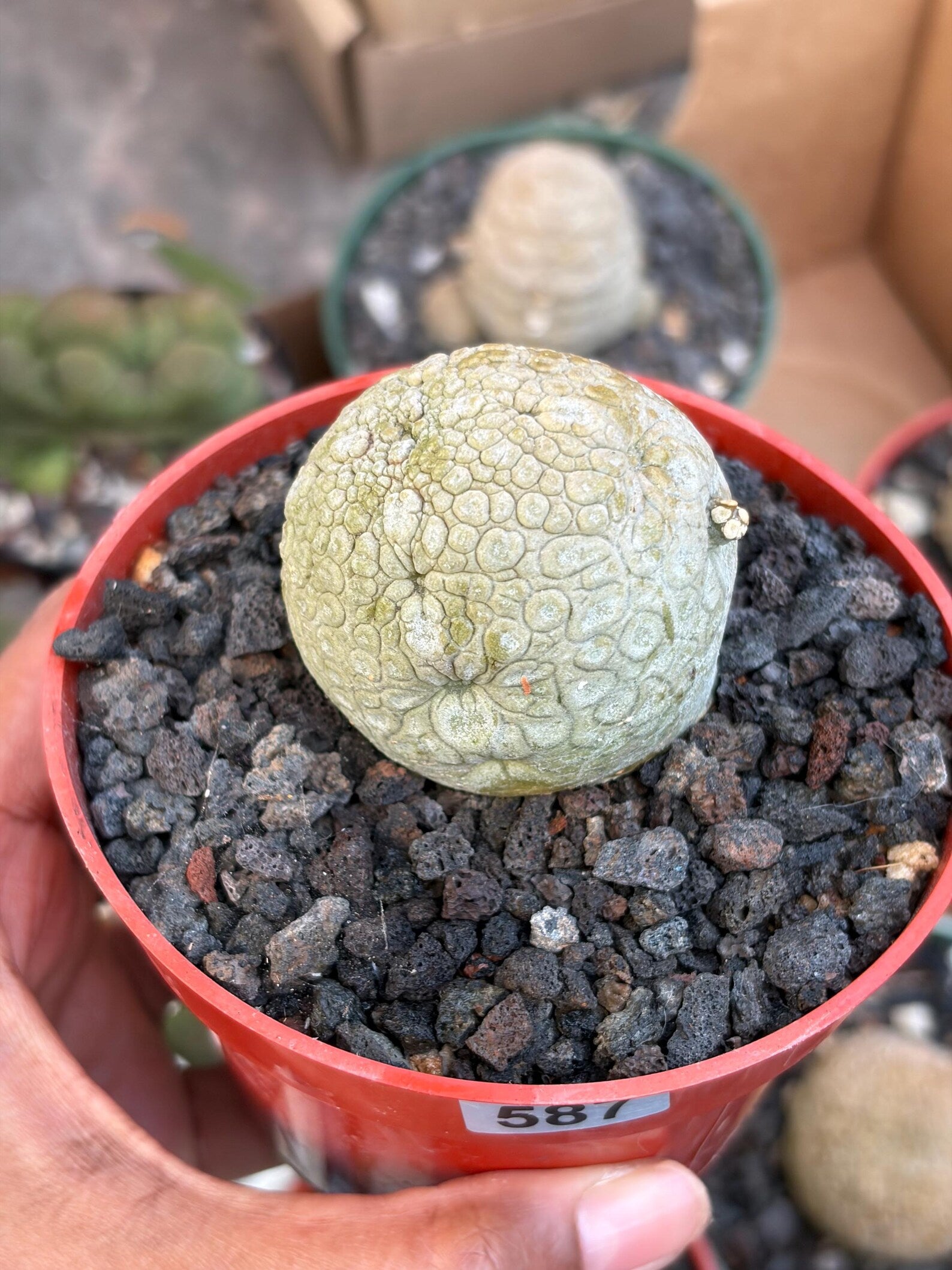 Pseudolithos Migiurtinus with Pups #587 | Rare Live Succulent | Exact Plant