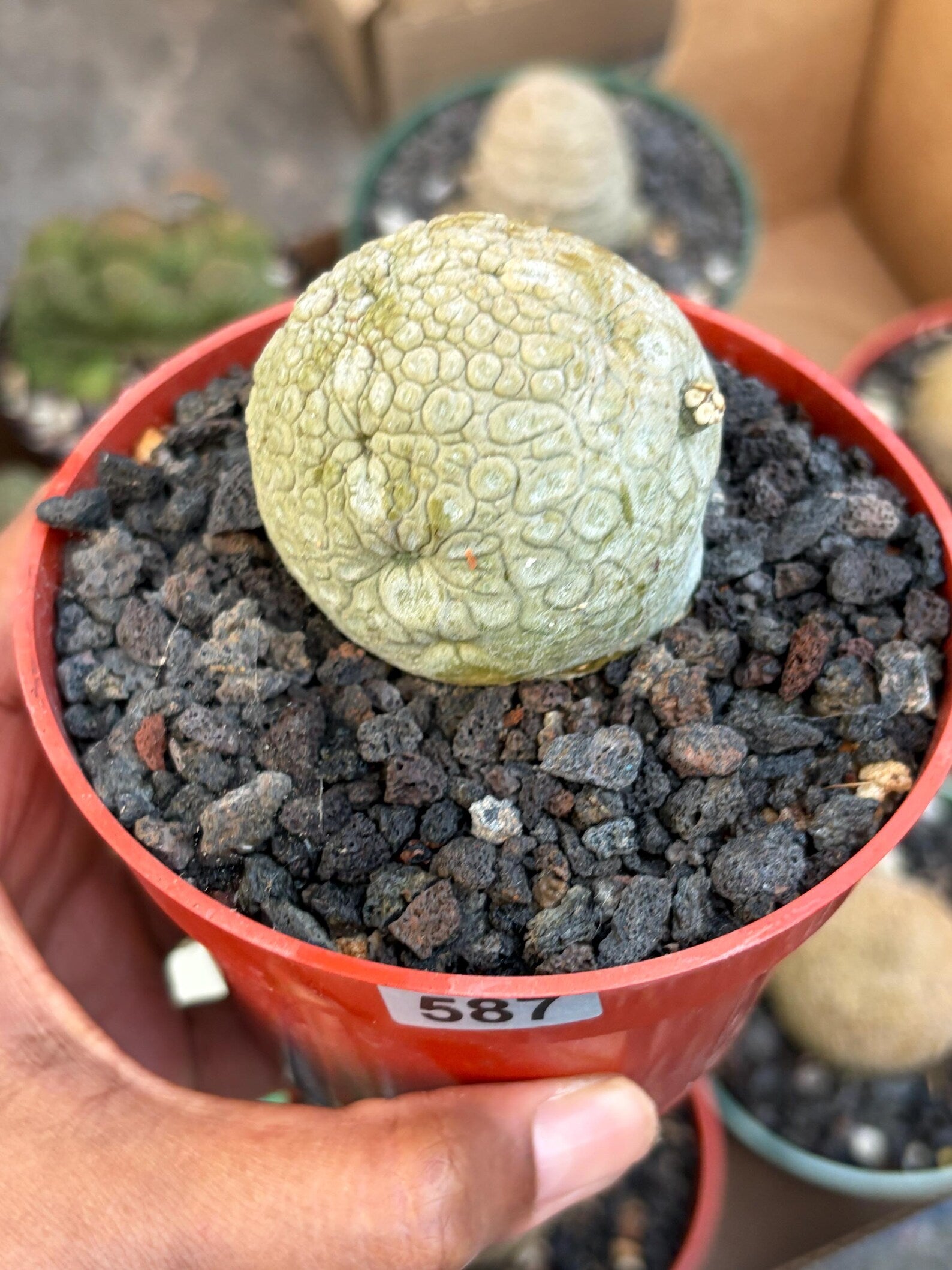 Pseudolithos Migiurtinus with Pups #587 | Rare Live Succulent | Exact Plant