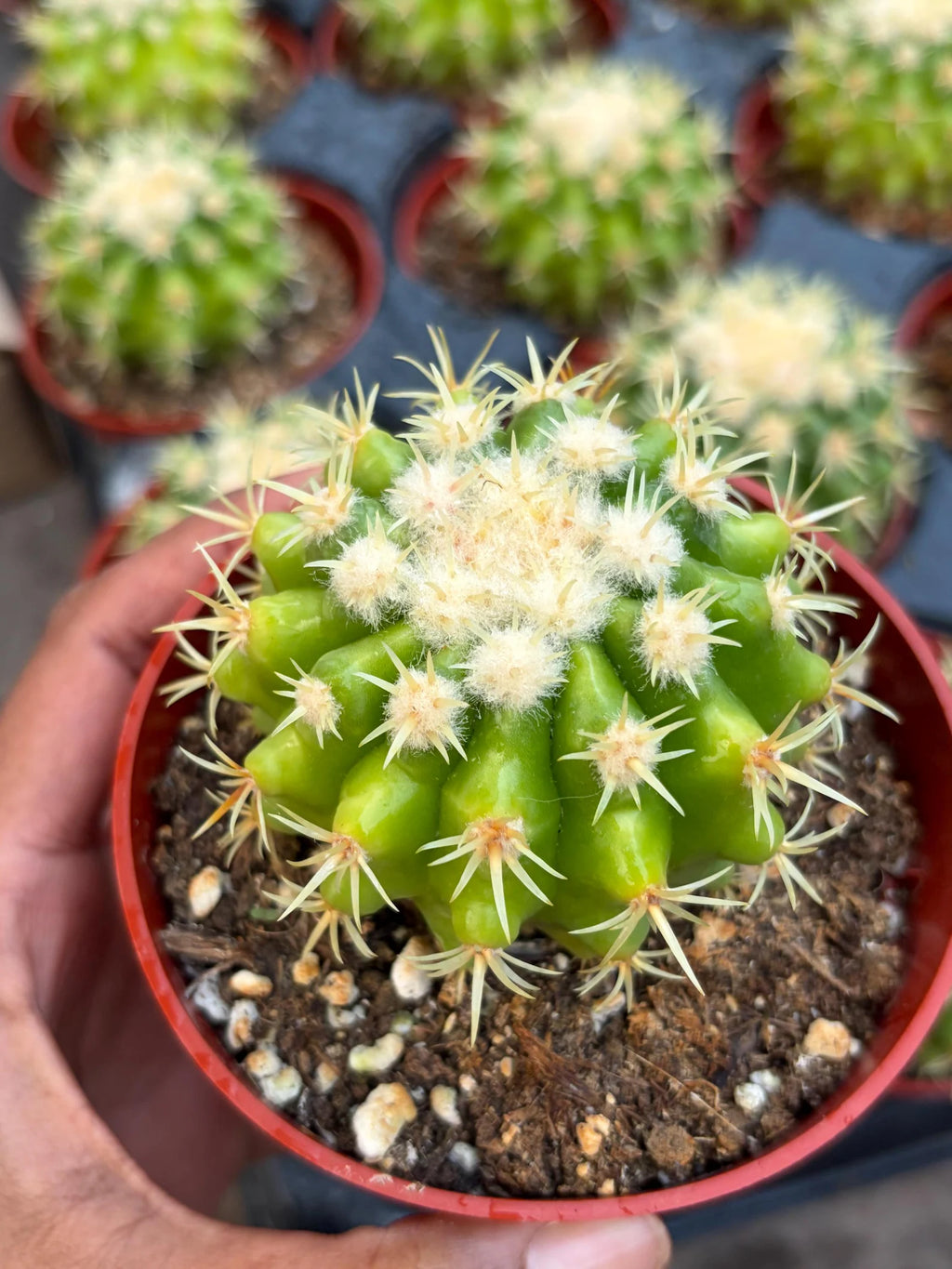 4” Echinocactus Grusonii Short Spine | Rare Golden Barrel Cactus Plant