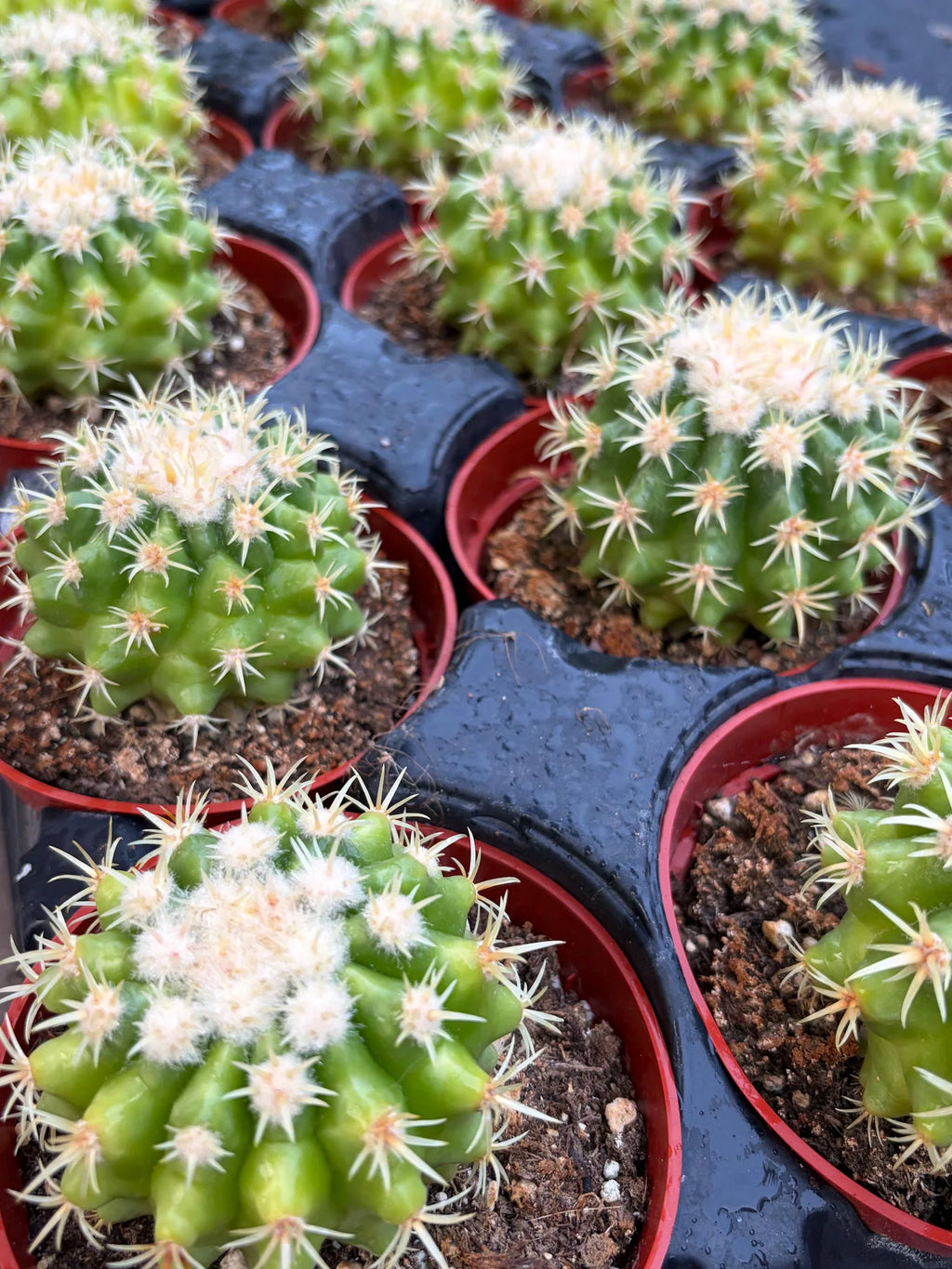 4” Echinocactus Grusonii Short Spine | Rare Golden Barrel Cactus Plant