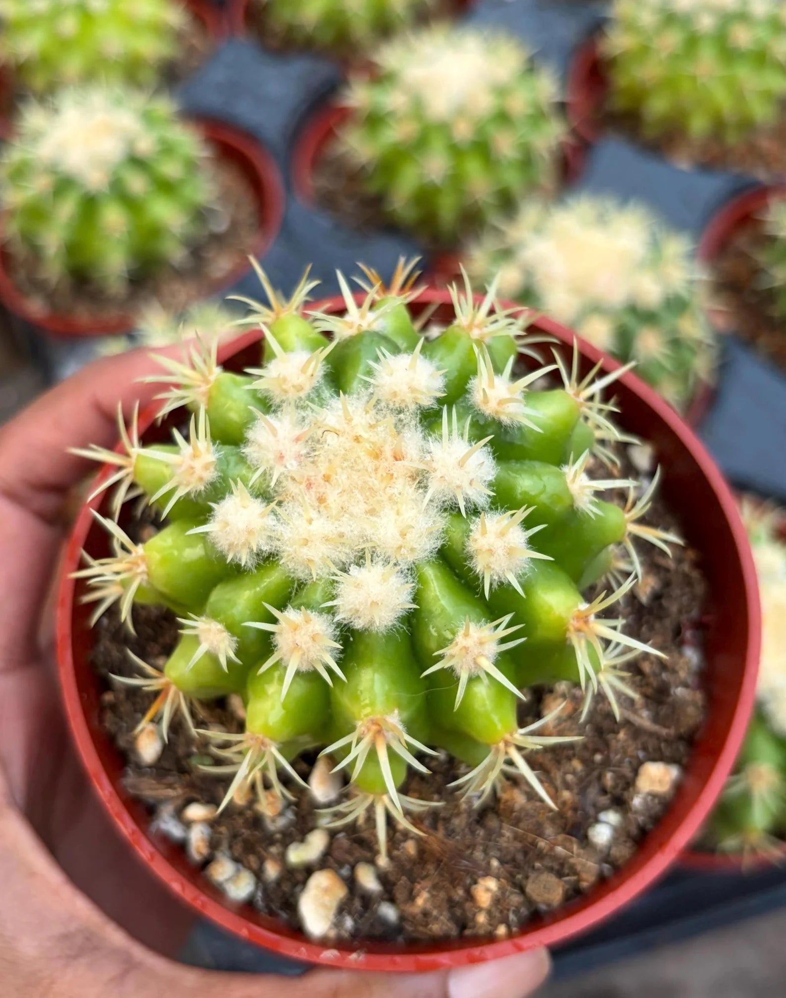 4” Echinocactus Grusonii Short Spine | Rare Golden Barrel Cactus Plant