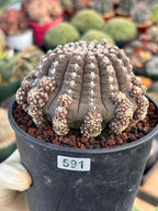 Gymnocalycium Ragonesei UFO Form Cluster Rare Live Cactus – Seed Grown Exact Plant #591