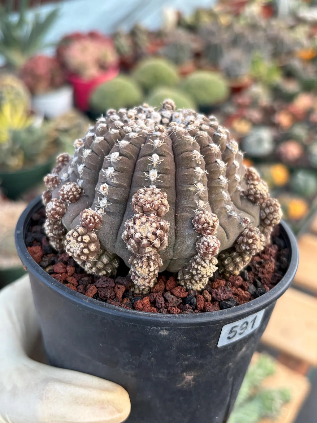 Gymnocalycium Ragonesei UFO Form Cluster Rare Live Cactus – Seed Grown Exact Plant #591