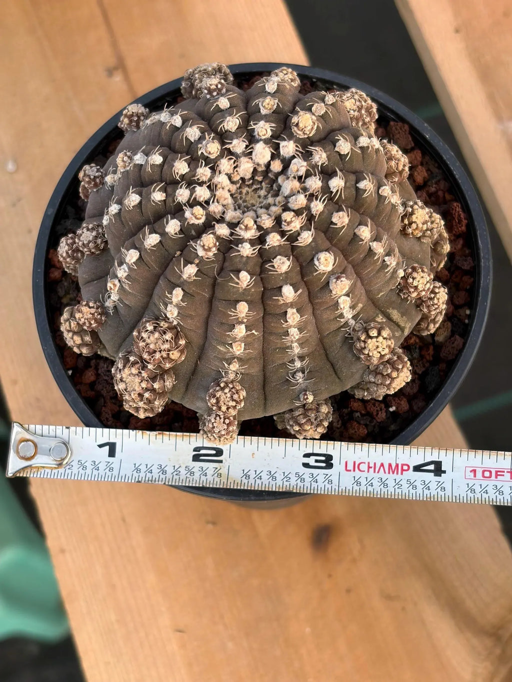Gymnocalycium Ragonesei UFO Form Cluster Rare Live Cactus – Seed Grown Exact Plant #591