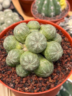 Euphorbia Obesa Cluster Rare Succulent – Live Plant #80