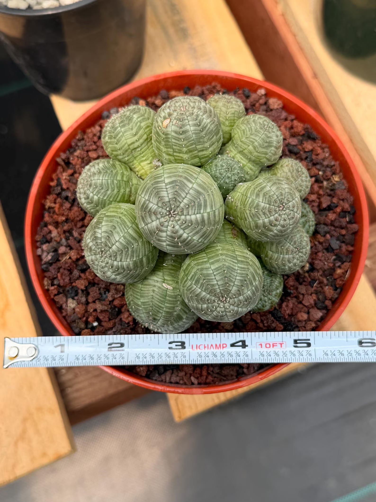 Euphorbia Obesa Cluster Rare Succulent – Live Plant #80