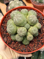 Euphorbia Obesa Cluster Rare Succulent – Live Plant #80