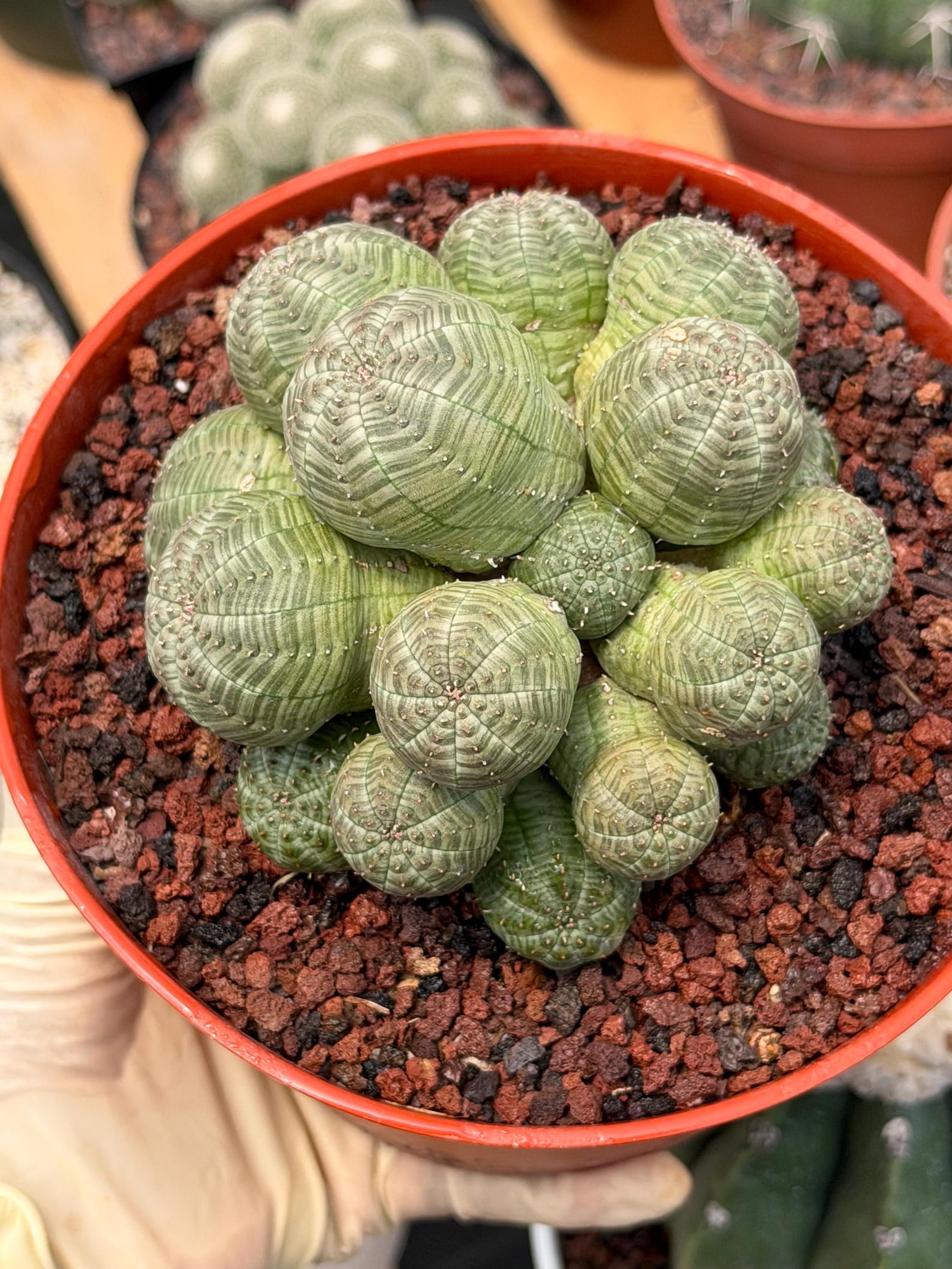 Euphorbia Obesa Cluster Rare Succulent – Live Plant #80