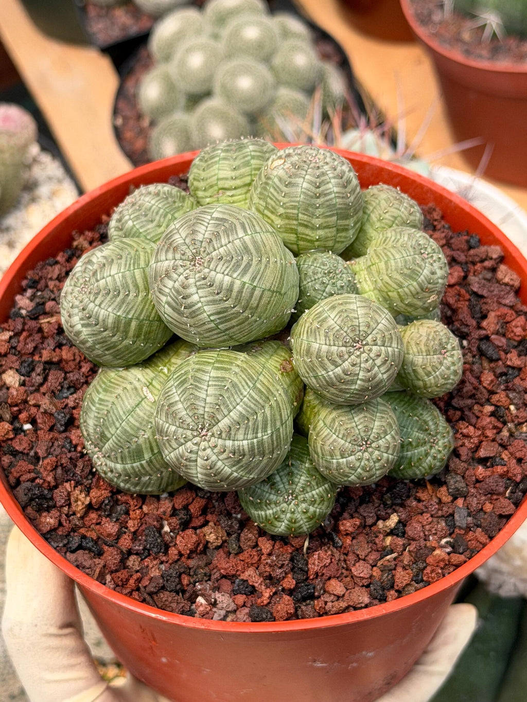 Euphorbia Obesa Cluster Rare Succulent – Live Plant #80