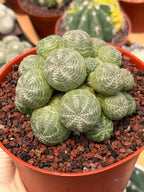 Euphorbia Obesa Cluster Rare Succulent – Live Plant #80