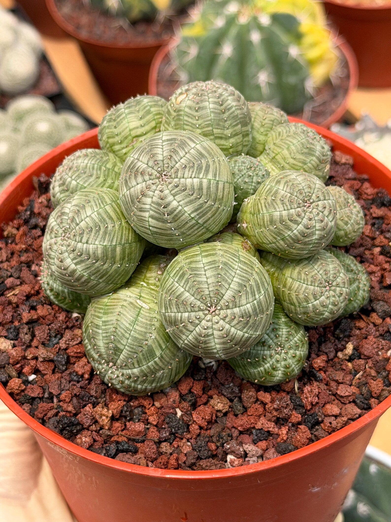 Euphorbia Obesa Cluster Rare Succulent – Live Plant #80