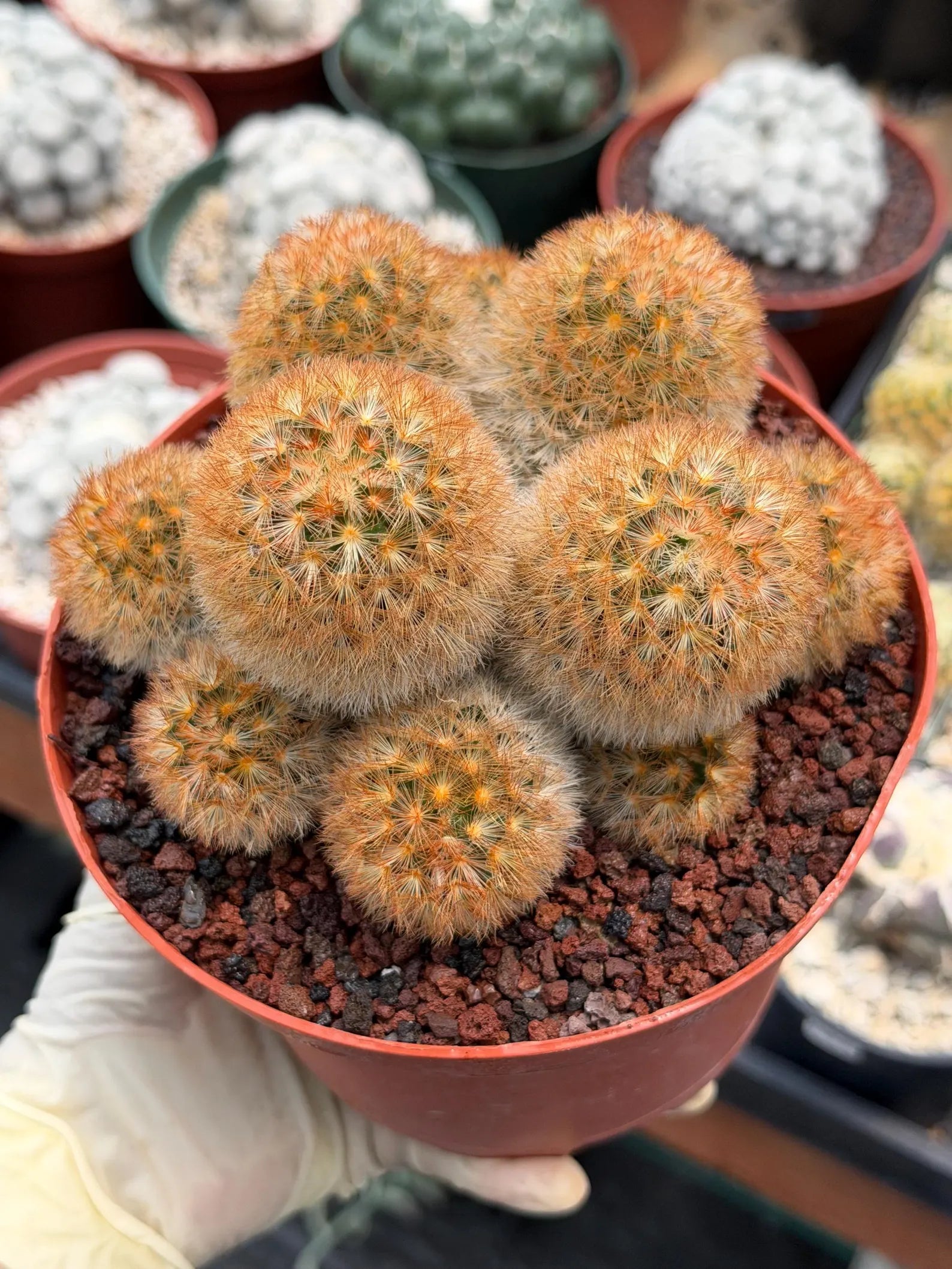 Mammillaria Carmenae Bronze Cluster #231 | Rare Cactus | 6" Live Plant