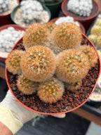 Mammillaria Carmenae Bronze Cluster #231 | Rare Cactus | 6" Live Plant