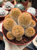 Mammillaria Carmenae Bronze Cluster #231 | Rare Cactus | 6" Live Plant