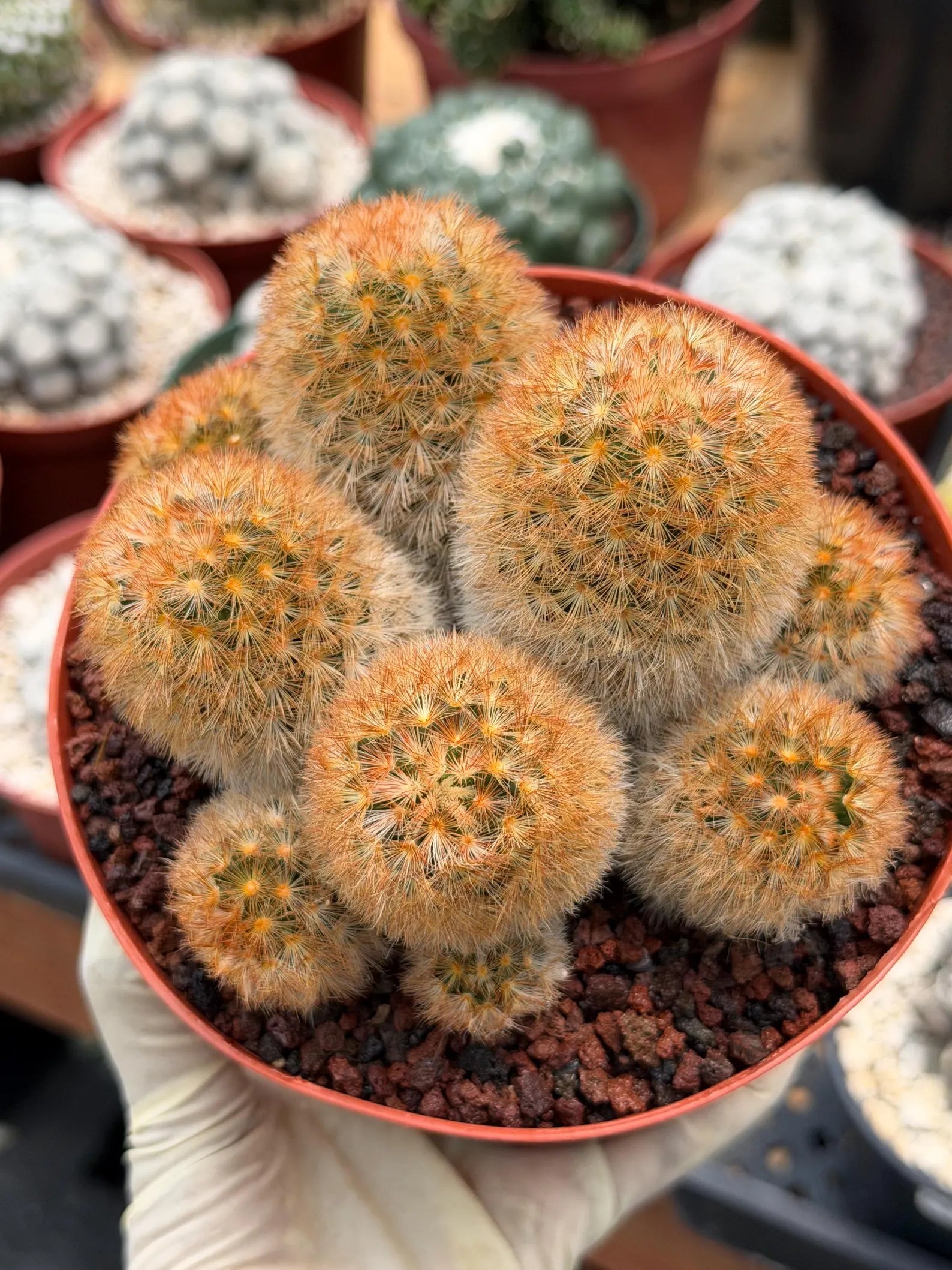 Mammillaria Carmenae Bronze Cluster #231 | Rare Cactus | 6" Live Plant