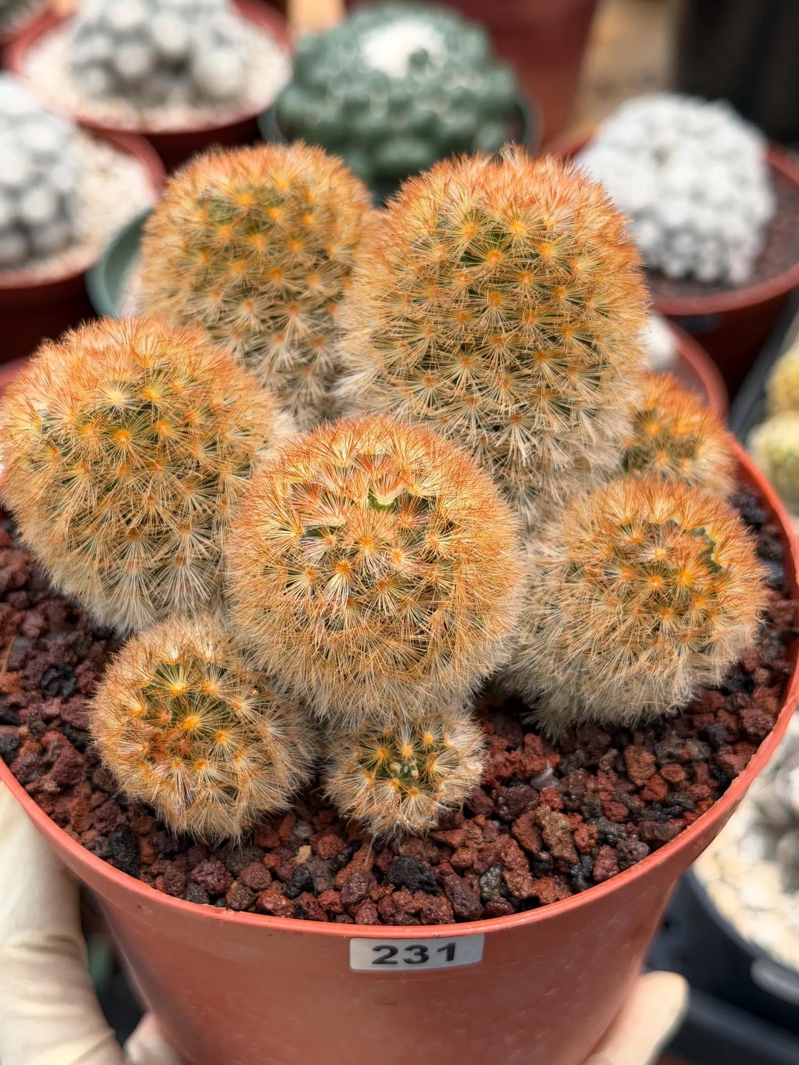 Mammillaria Carmenae Bronze Cluster #231 | Rare Cactus | 6" Live Plant