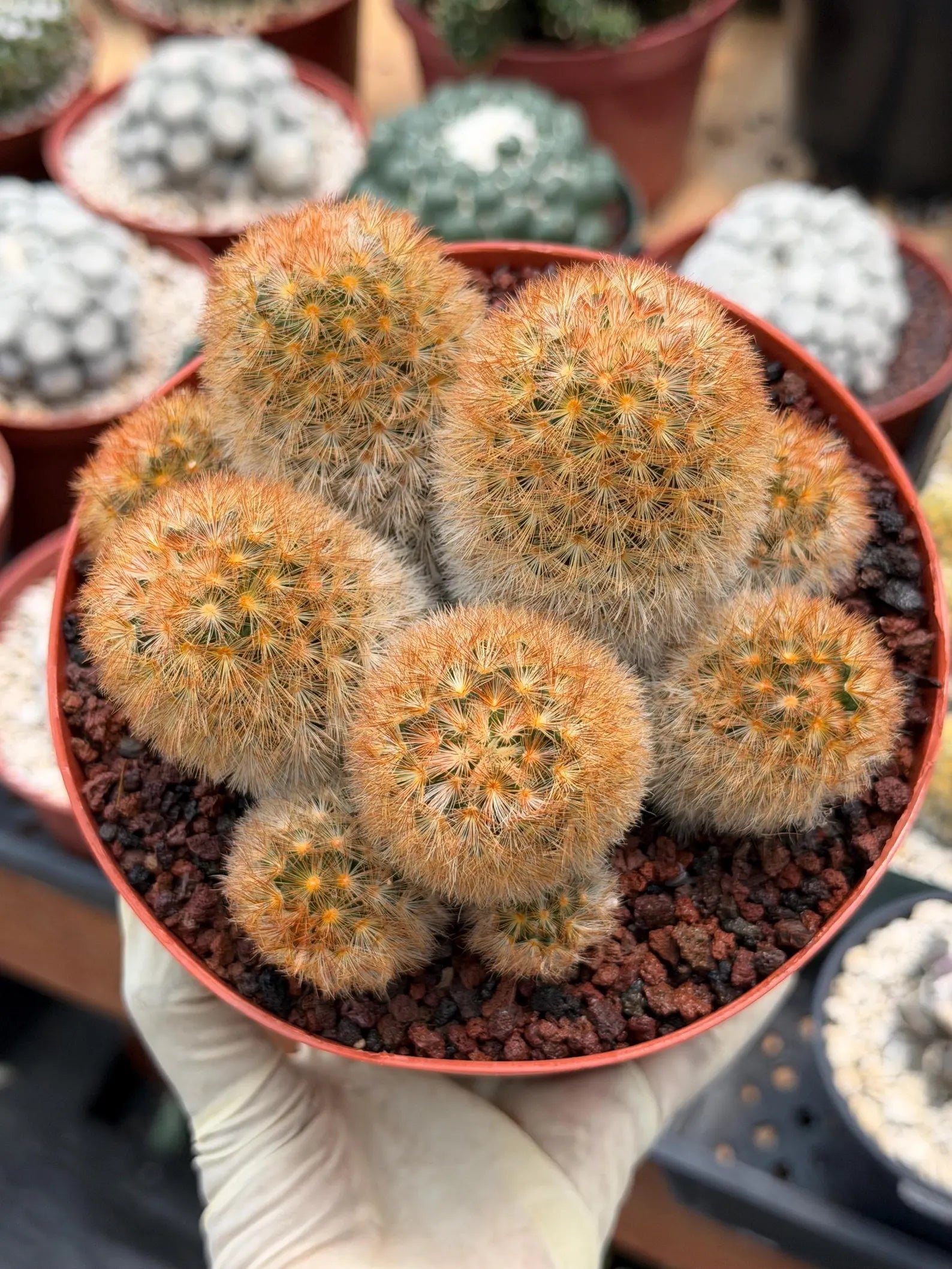 Mammillaria Carmenae Bronze Cluster #231 | Rare Cactus | 6" Live Plant