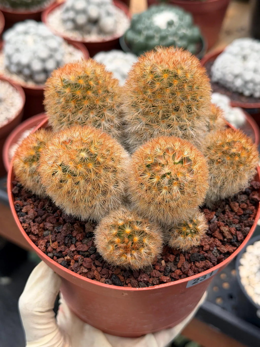 Mammillaria Carmenae Bronze Cluster #231 | Rare Cactus | 6" Live Plant