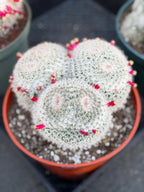 Mammillaria Owl Eye Cluster | Rare Live Cactus Specimen #612