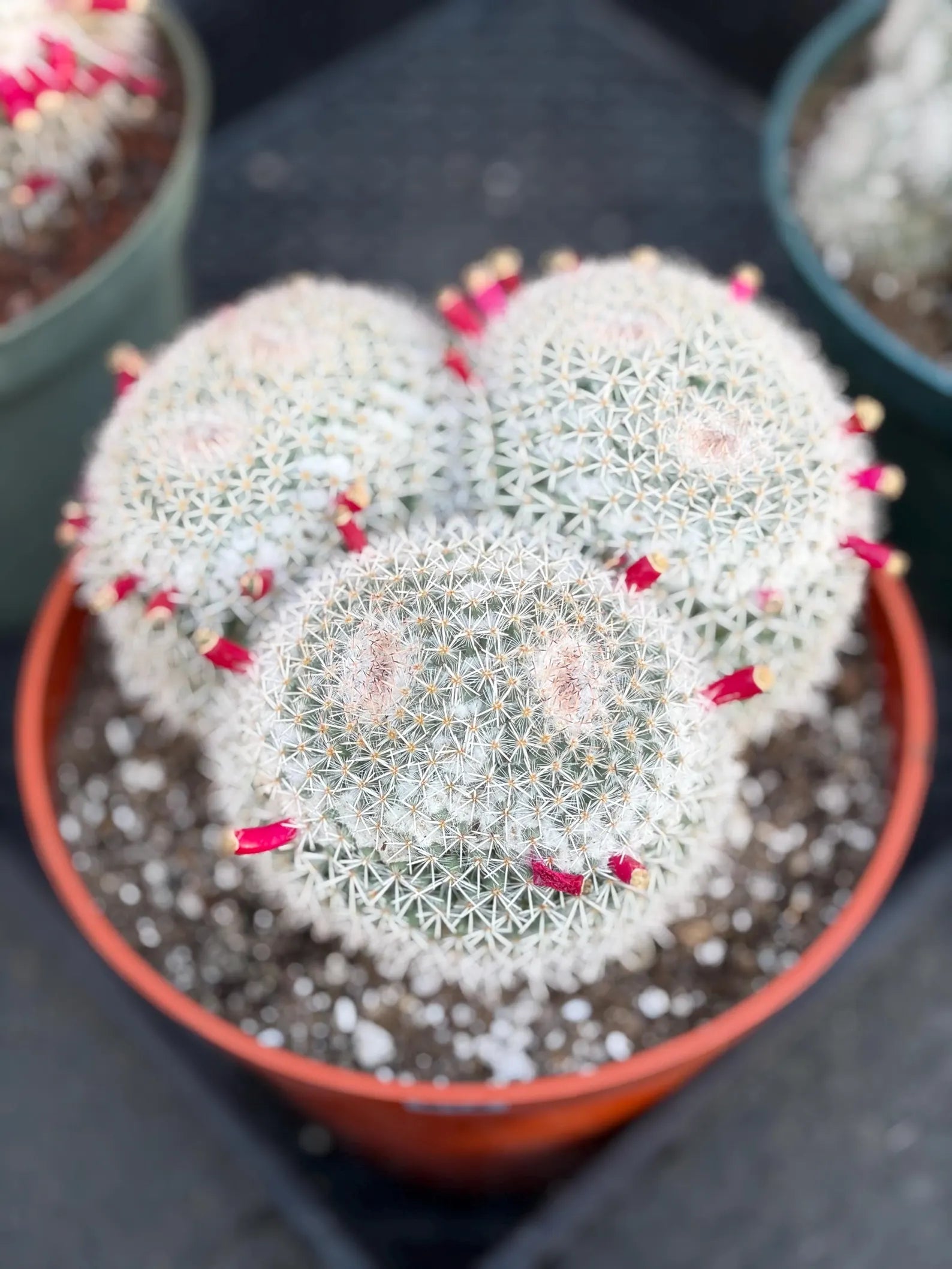 Mammillaria Owl Eye Cluster | Rare Live Cactus Specimen #612