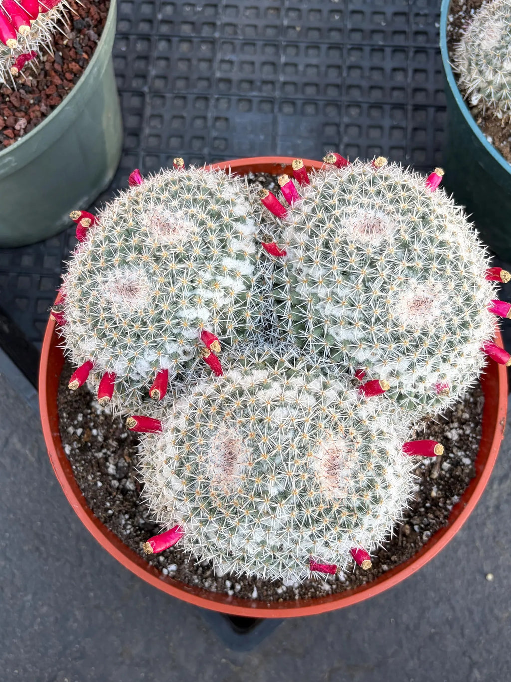 Mammillaria Owl Eye Cluster | Rare Live Cactus Specimen #612