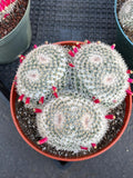 Mammillaria Owl Eye Cluster | Rare Live Cactus Specimen #612