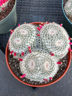 Mammillaria Owl Eye Cluster | Rare Live Cactus Specimen #612