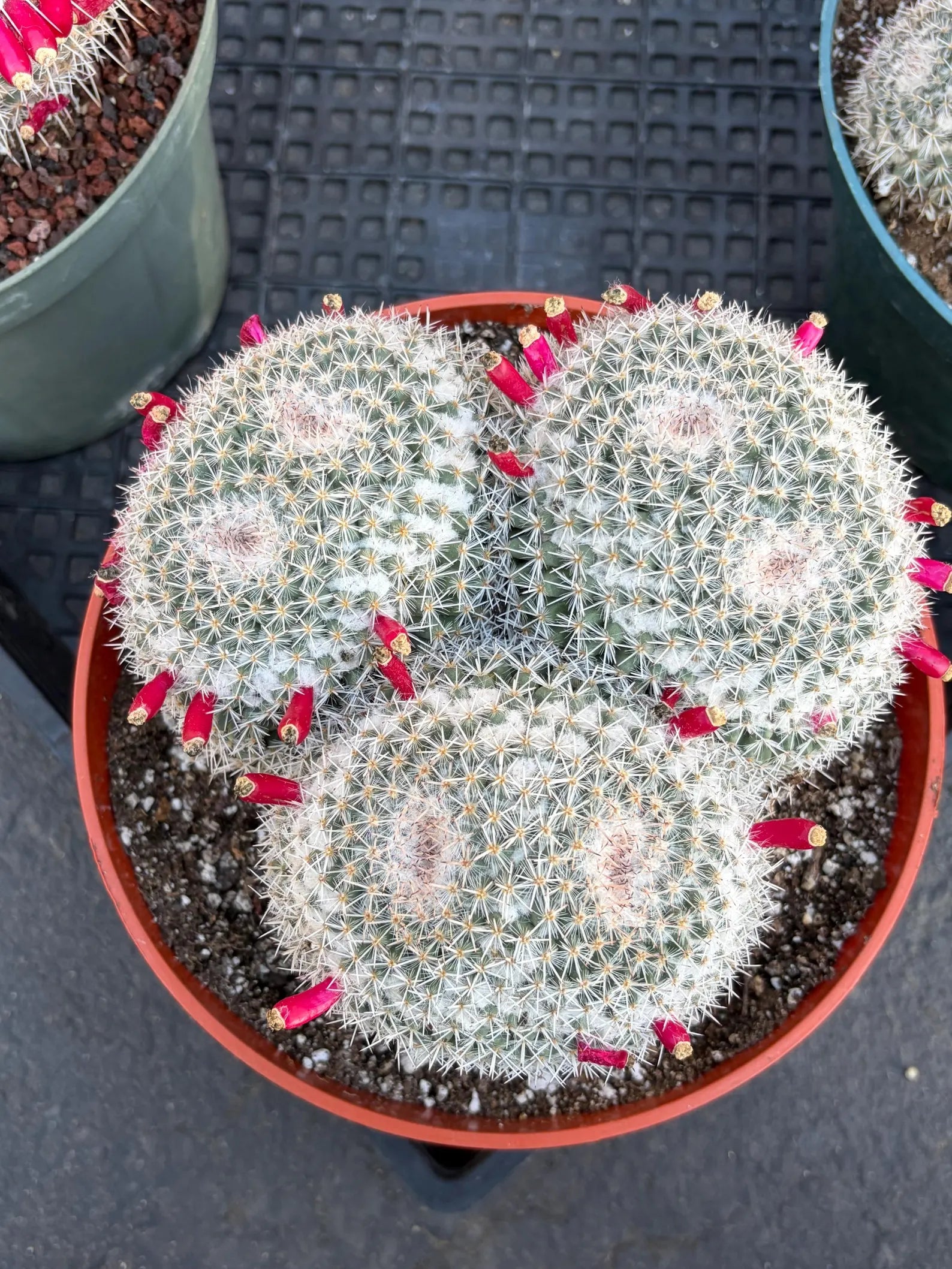 Mammillaria Owl Eye Cluster | Rare Live Cactus Specimen #612