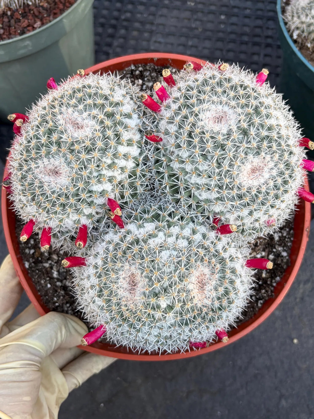 Mammillaria Owl Eye Cluster | Rare Live Cactus Specimen #612