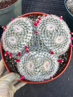 Mammillaria Owl Eye Cluster | Rare Live Cactus Specimen #612